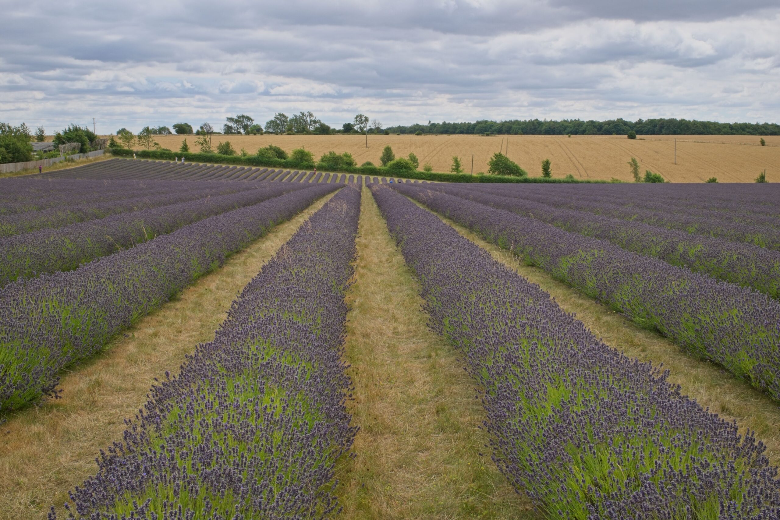 Cotswolds Lavender